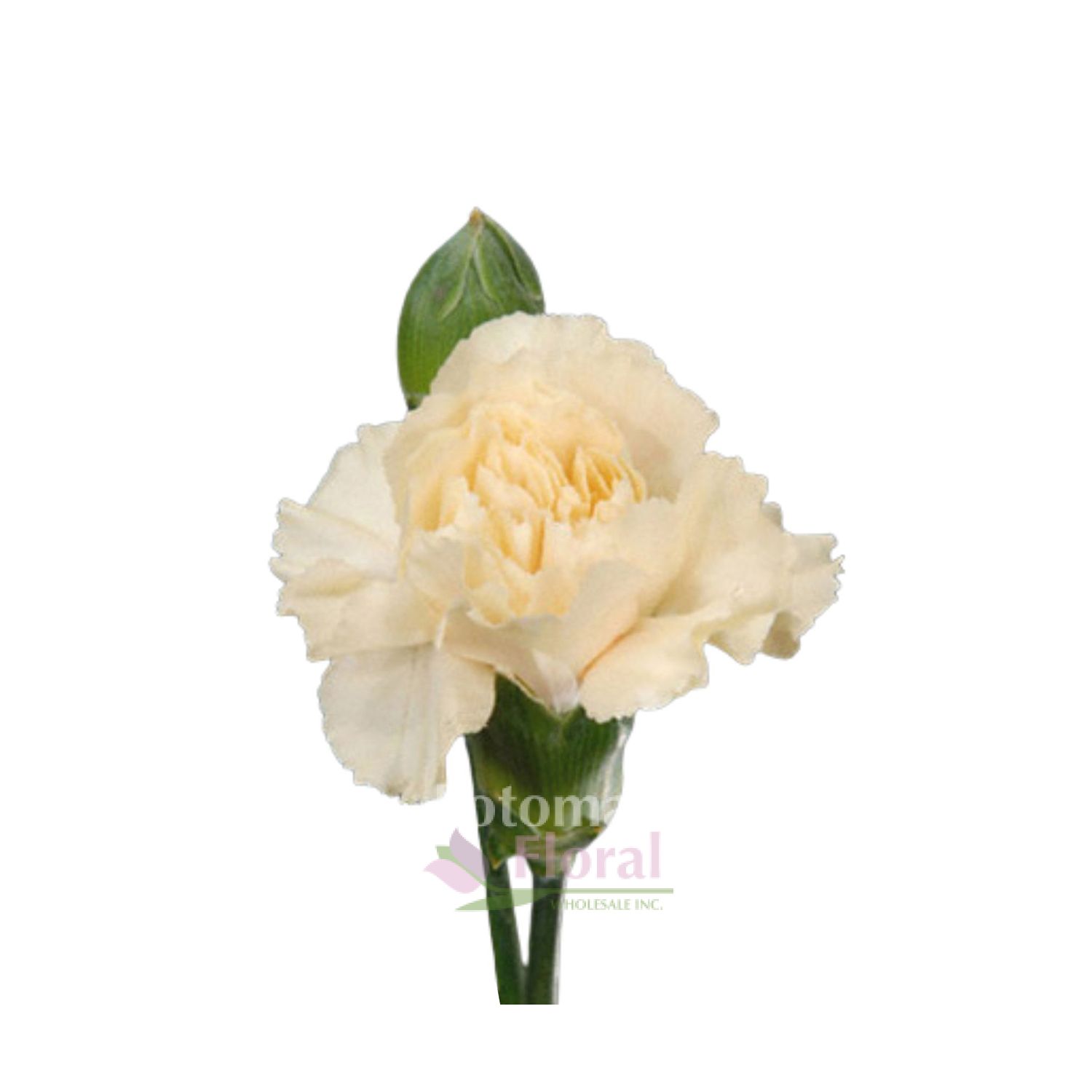 Mini Carnation Cream Potomac Floral Wholesale